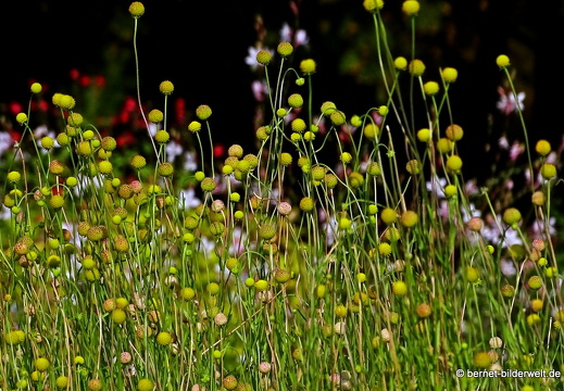 16-09-11-zoo-hochbeete-bummibaerchenblume-