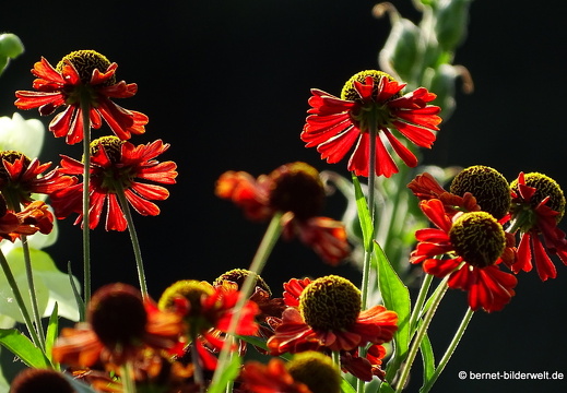 16-09-11-zoo-hochbeete-schokoladenblume-