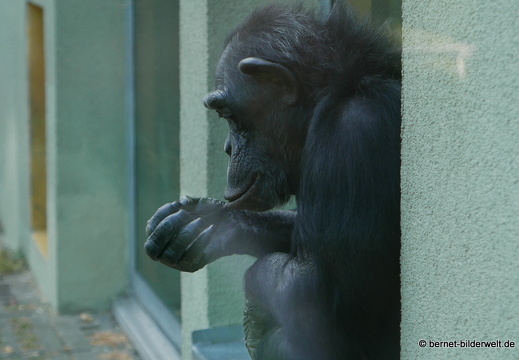 16-09-11-zoo-katche-