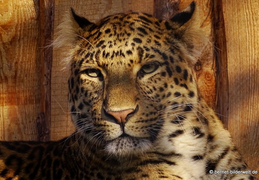16-09-11-zoo-leopard-
