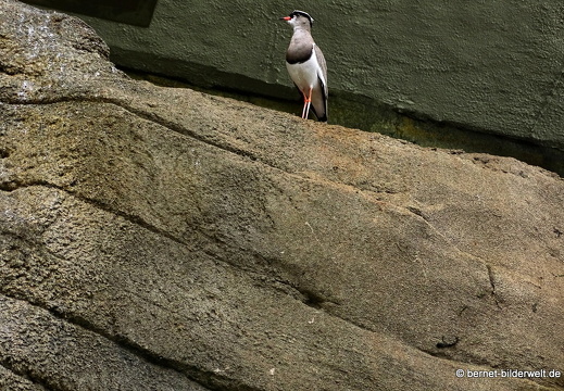 16-09-13-zoo-exotenhaus-008