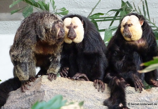 16-09-13-zoo-exotenhaus-weisskopfsaki-006