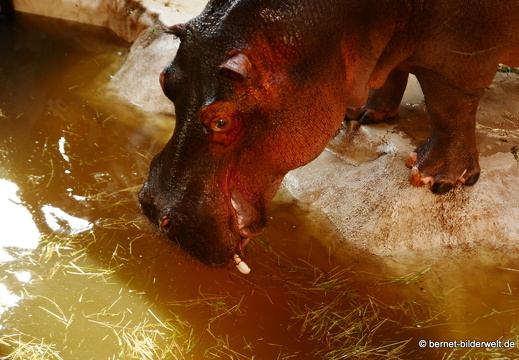 16-09-13-zoo-flusspferd-016