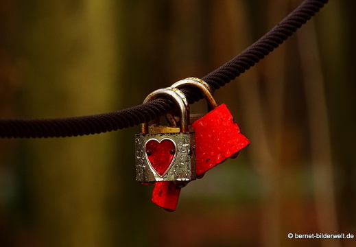 16-01-06-kandel-bienwald-021