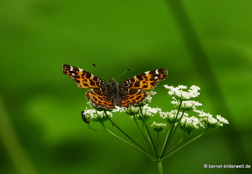 16-05-28-kandel-landkaertchen-fruehlingsgeneration-003