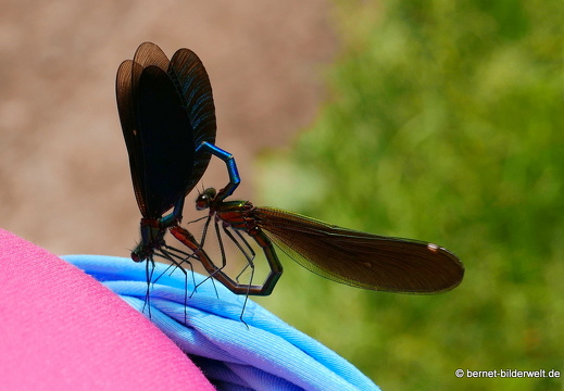 16-05-28-kandel-prachtlibelle-paarungsrad-