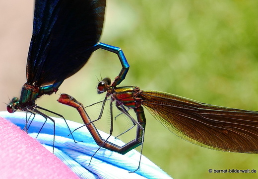 16-05-28-kandel-prachtlibelle-paarungsrad-005