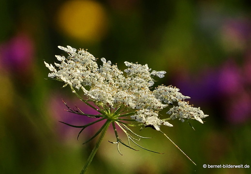 16-08-14-leopoldshafen-rheindamm-008