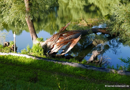 16-08-14-leopoldshafen-rheindamm-035