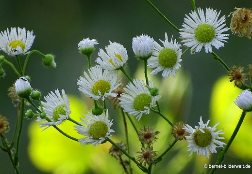 16-08-14-leopoldshafen-rheindamm-025