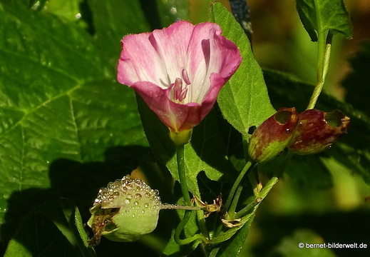 16-08-14-leopoldshafen-rheindamm-049