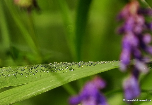 16-08-14-leopoldshafen-rheindamm-046