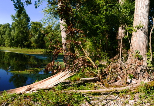 16-08-14-leopoldshafen-rheindamm-068