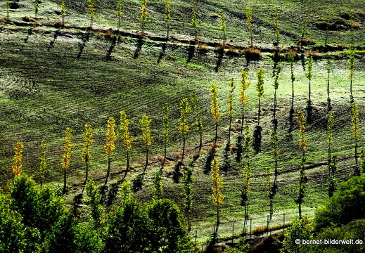 17-11-06-ronda-133