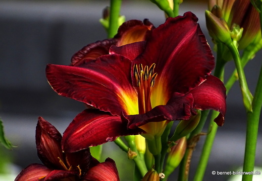 17-06-01-stadtgarten-004