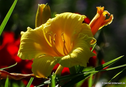 17-06-01-stadtgarten-046