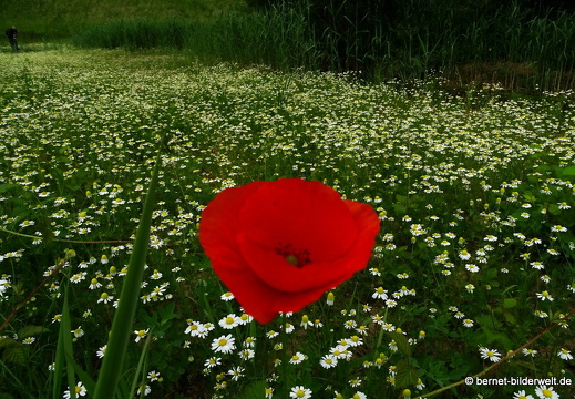 17-06-02-brutgebiet-023