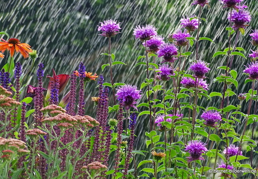 17-06-14-stadtgarten-morgenstimmung-028
