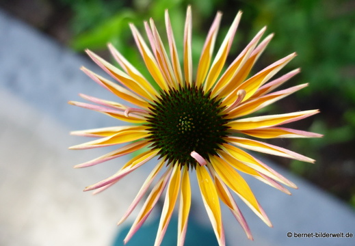 17-06-14-stadtgarten-morgenstimmung-039
