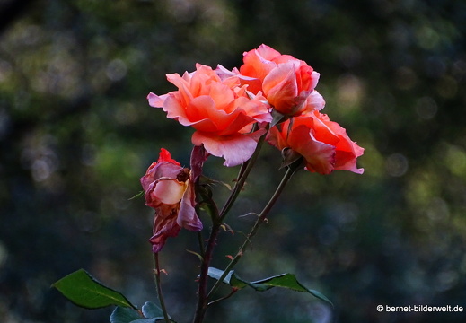 17-08-30-zoo-rosengarten-030
