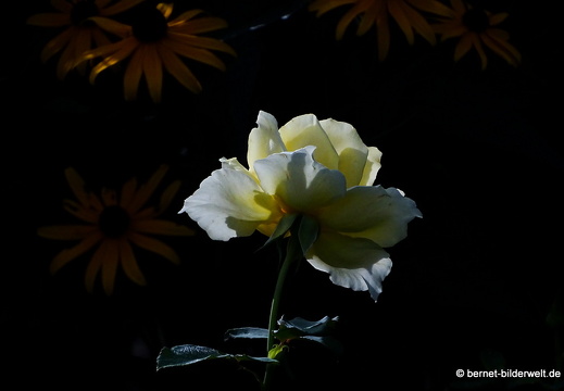 17-08-30-zoo-rosengarten-017