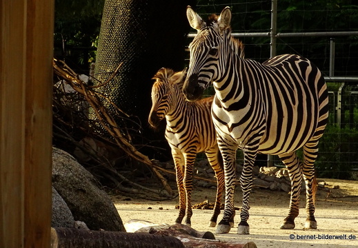 17-09-04-zoo-zebramutter mit kind-007