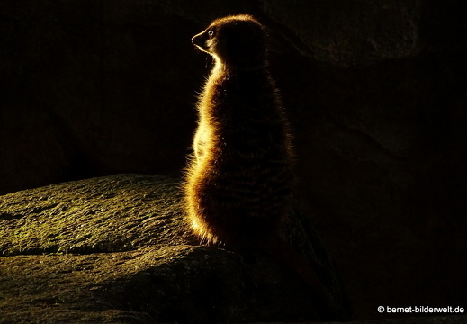 17-09-04-zoo-erdmaennchen-002