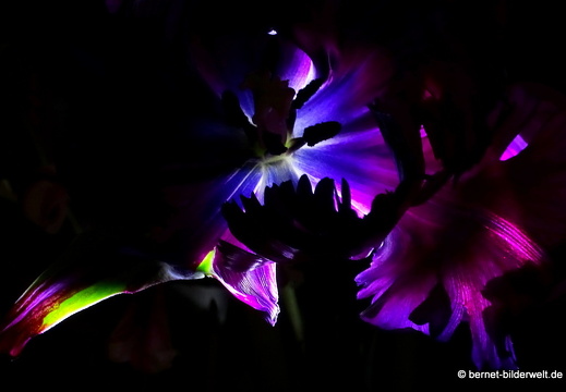17-04-22-evas tulpen-014