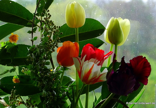17-04-22-evas tulpen-037