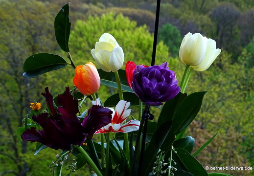 17-04-22-evas tulpen-070