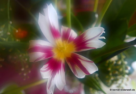 17-04-22-evas tulpen-117