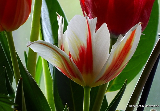 17-04-22-evas tulpen-060