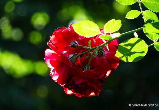 17-07-06-schlossgarten-durlach-012