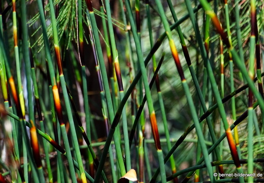 17-07-18-duesseldorf-botanischer garten-086