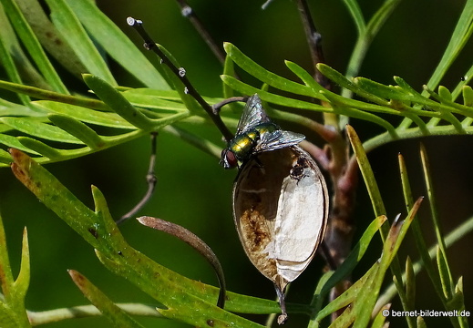17-07-18-duesseldorf-botanischer garten-099