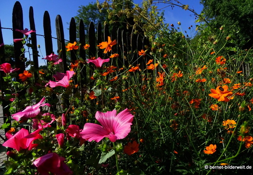 17-07-18-duesseldorf-botanischer garten-121