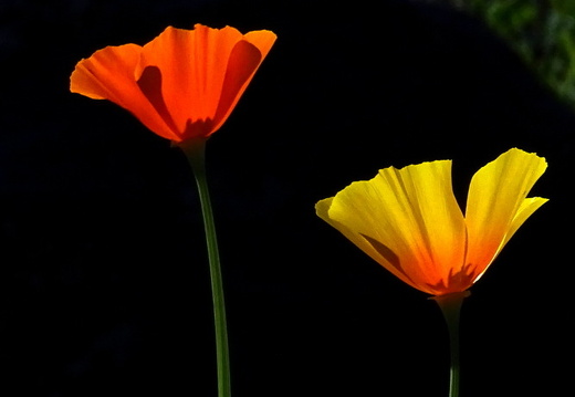17-07-18-duesseldorf-botanischer garten-163