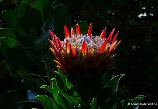 17-07-18-duesseldorf-botanischer garten-brotea cynaroides-002
