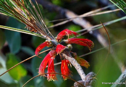 17-07-18-duesseldorf-botanischer garten-calothamnus-005