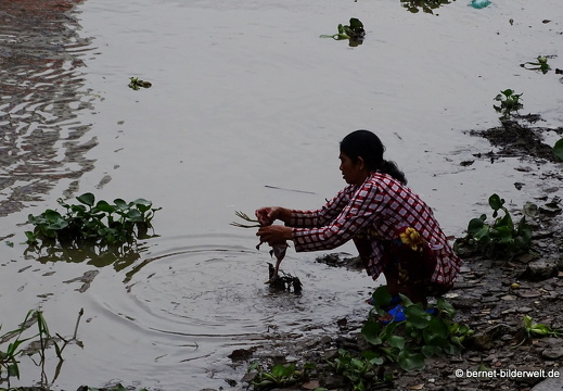 18-01-15-soctrang-song maspero-haehnchen waschen-001