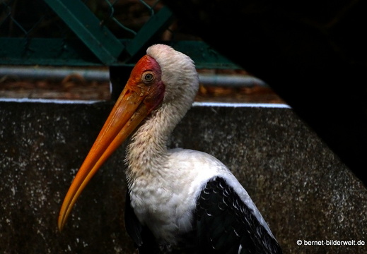 18-01-25-baclieu-vogelpark-Vườn Chim Bạc Liêu-020