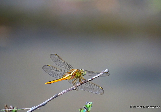 18-01-25-baclieu-vogelpark-Vườn Chim Bạc Liêu-libelle-