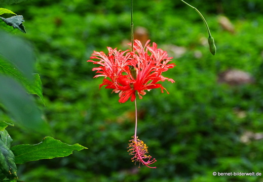 18-01-25-baclieu-vogelpark-Vườn Chim Bạc Liêu-023