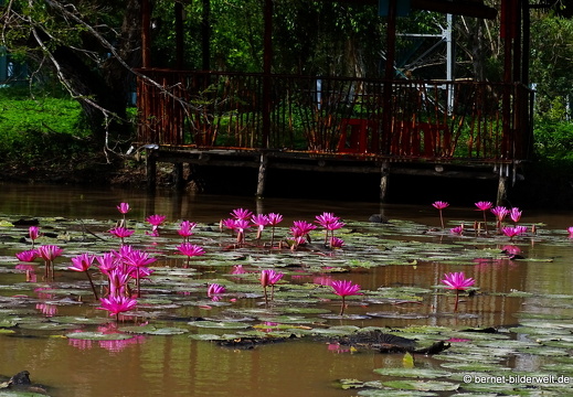 18-01-25-baclieu-vogelpark-Vườn Chim Bạc Liêu-seerosen-
