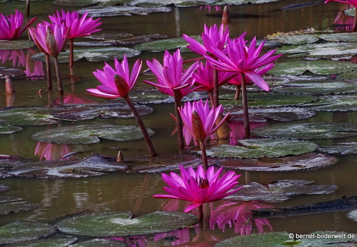 18-01-25-baclieu-vogelpark-Vườn Chim Bạc Liêu-seerosen-001