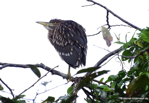 18-01-29-camau-vogelpark-Lâm viên-067
