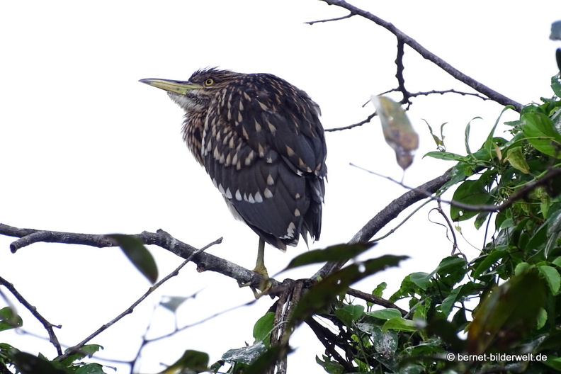 18-01-29-camau-vogelpark-Lâm viên-067.JPG