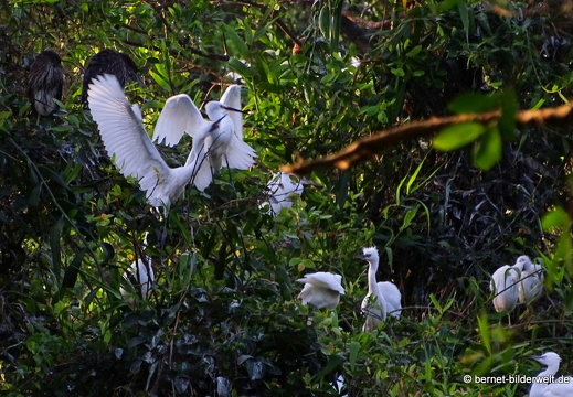 18-01-30-camau-vogelpark-Lâm viên -010