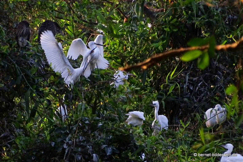 18-01-30-camau-vogelpark-Lâm viên -010.JPG