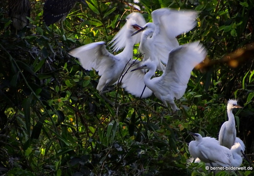 18-01-30-camau-vogelpark-Lâm viên -015